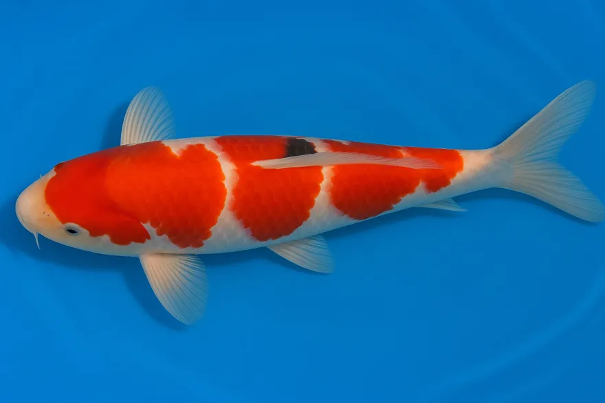 Koi Kohaku (rot-weiß), 7-10 cm, Cyprinus carpio
