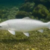 Koi Platin ogon (Glanzkoi weiß), 7-10 cm, Cyprinus carpio