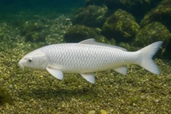 Koi Platin ogon (Glanzkoi weiß), 7-10 cm, Cyprinus carpio