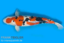 Koi Sanke (weiß-rot-schwarz), 7-10 cm, Cyprinus carpio