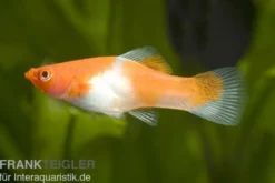 Koi Schwertträger rot-weiß (Kohaku), Xiphophorus helleri, Zufällig ausgewählt