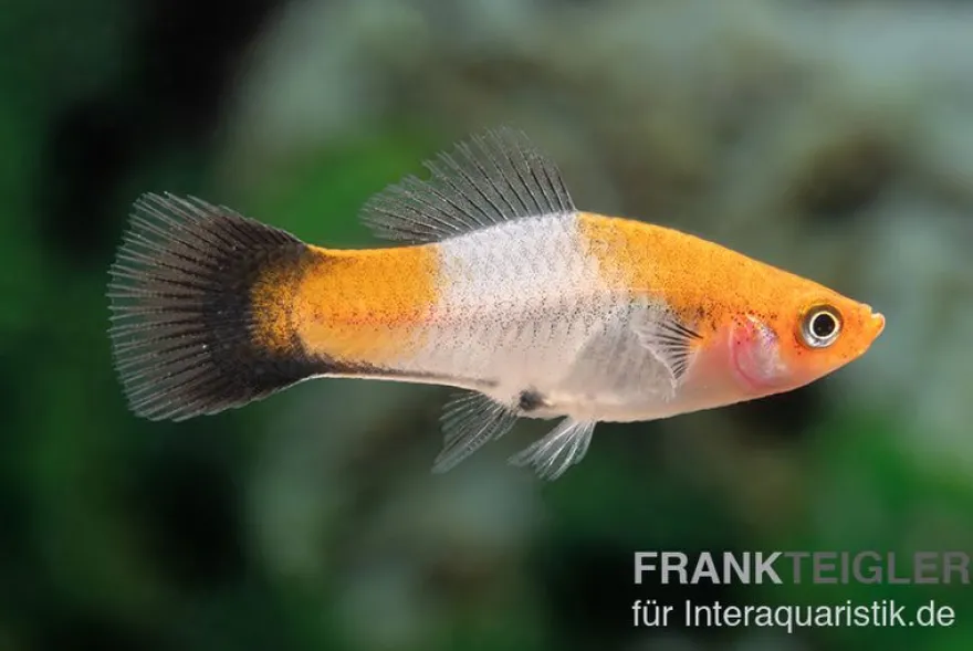 Koi-Schwertträger rot-weiß-schwarz (tricolor), Xiphophorus helleri, Zufällig ausgewählt