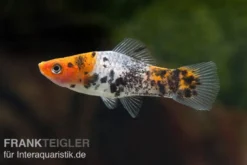 Koi Schwertträger schwarz gefleckt (sanke), Xiphophorus helleri, Zufällig ausgewählt