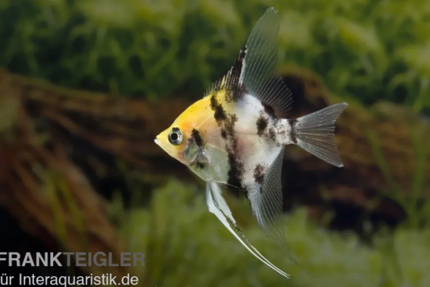Koi-Skalar, Pterophyllum scalare