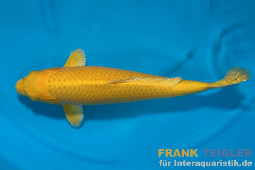 Koi Yamabuki (Goldgelb), 7-10 cm, Cyprinus carpio