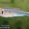 Kolibrisalmler, Tyttocharax cochui (Minifisch)