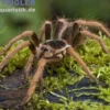 Kolumbianische Riesenvogelspinne, Megaphobema robustum