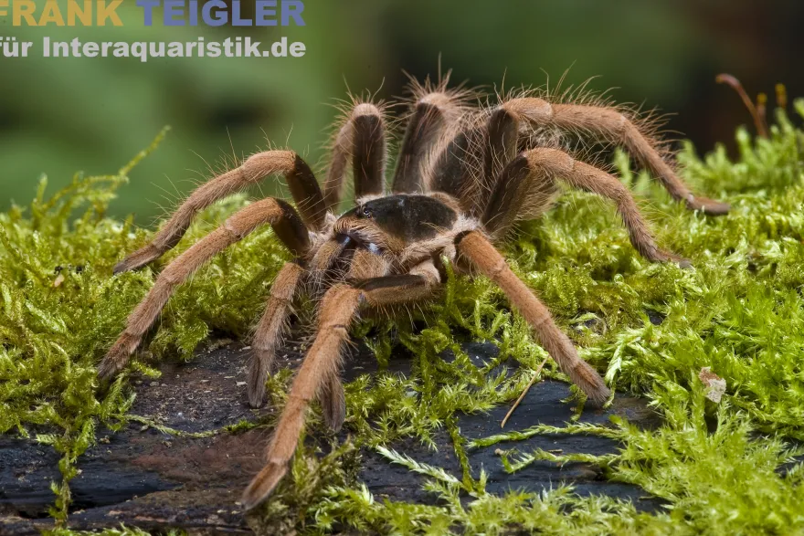 Kolumbianische Riesenvogelspinne, Megaphobema robustum