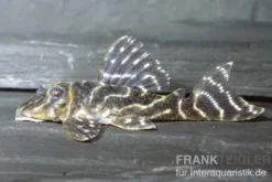 Kolumbianischer Zebrawels, L129, Hypancistrus debilittera, 4-6 cm