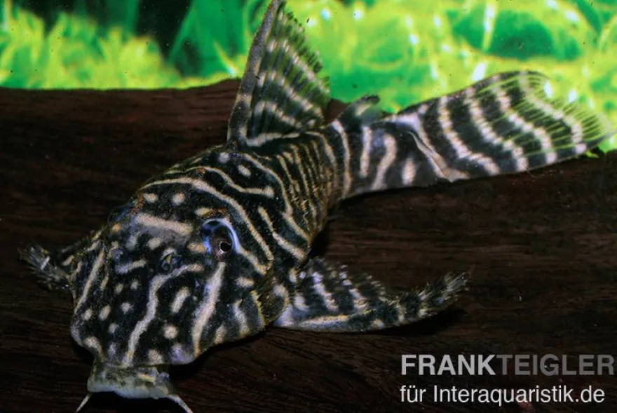 Kolumbianischer Zebrawels, L129, Hypancistrus debilittera, 4-6 cm