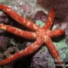 Kometenseestern, Linckia multifora