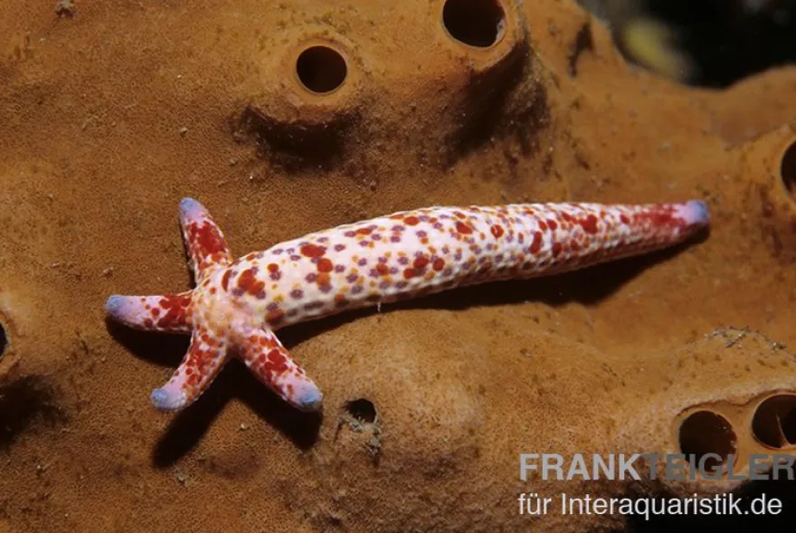 Kometenseestern, Linckia multifora