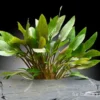 Kompakter Wasserkelch, Cryptocoryne wendtii "Kompakt", im Topf