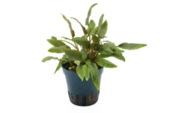 Kompakter Wasserkelch, Cryptocoryne wendtii 