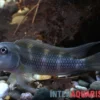 Kongo-Buckelkopfcichlide, Steatocranus gibbiceps