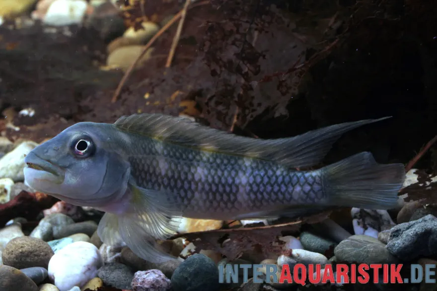 Kongo-Buckelkopfcichlide, Steatocranus gibbiceps