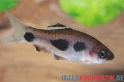 Kongo-Fleckbarbe, Enteromius candens