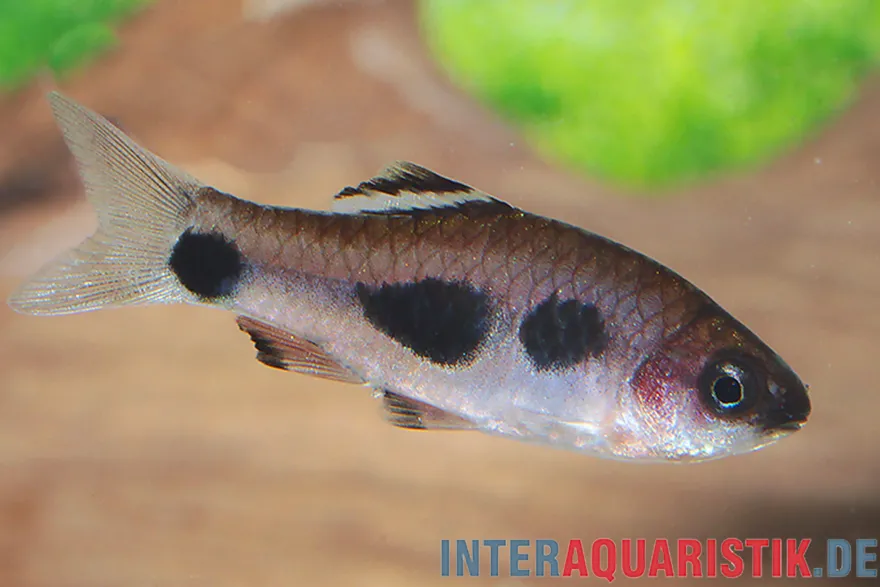 Kongo-Fleckbarbe, Enteromius candens