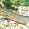 Kongo-Lungenfisch, Protopterus dolloi
