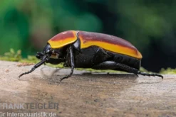 Kongo-Rosenkäfer (Aurantia), Pachnoda marginata aurantia