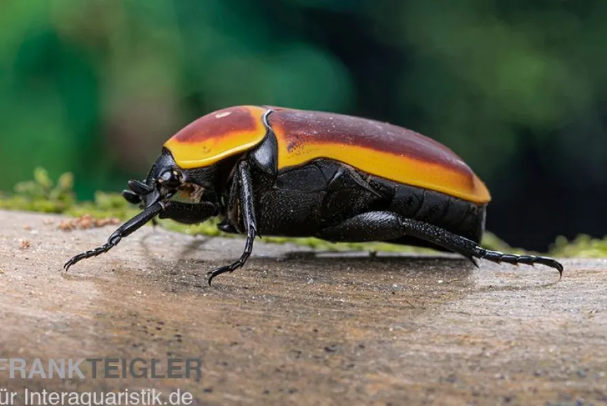 Kongo-Rosenkäfer (Aurantia), Pachnoda marginata aurantia
