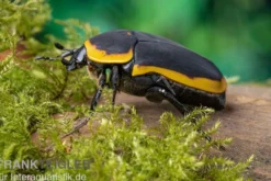 Kongo-Rosenkäfer (Marginata), Pachnoda marginata marginata
