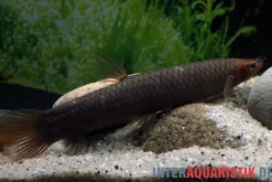 Kongo-Schlammfisch, Phractolaemus ansorgii