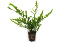 Kongowasserfarn, Bolbitis heudelotii, XL Topf, Mutterpflanze