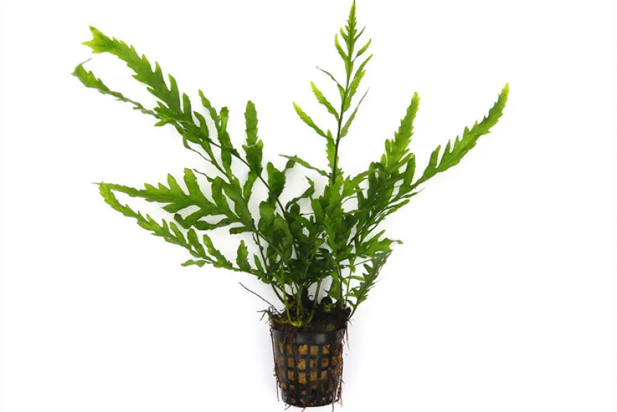 Kongowasserfarn, Bolbitis heudelotii, XL Topf, Mutterpflanze