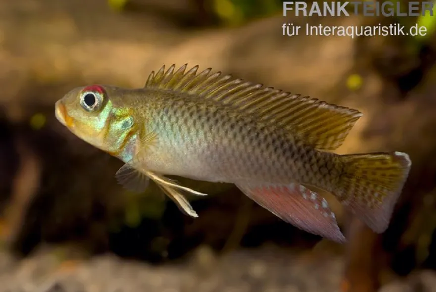 Kongo Zwergbuntbarsch, Nanochromis teugelsi