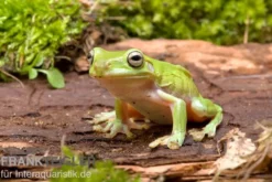 Korallenfinger-Laubfrosch, Litoria caerulea