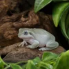 Korallenfinger-Laubfrosch „Super Snow“, Litoria caerulea