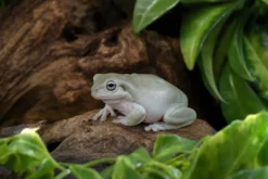 Korallenfinger-Laubfrosch „Super Snow“, Litoria caerulea