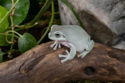 Korallenfinger-Laubfrosch „Super Snow“, Litoria caerulea