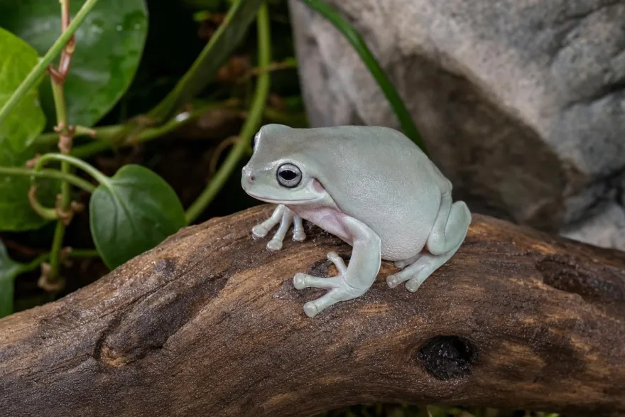 Korallenfinger-Laubfrosch „Super Snow“, Litoria caerulea