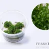 Korallenmoos, Riccardia chamedryfolia, In Vitro