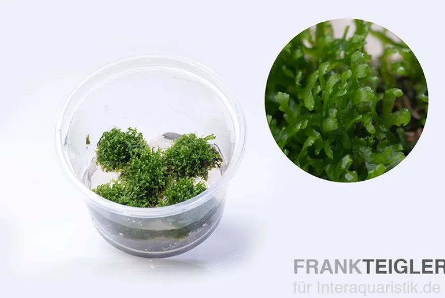 Korallenmoos, Riccardia chamedryfolia, In Vitro