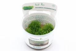 Korallenmoos, Riccardia chamedryfolia, In Vitro