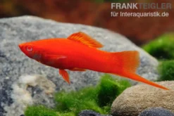 Korallenroter Schwertträger, Xiphophorus helleri Korallenrot, Zufällig ausgewählt