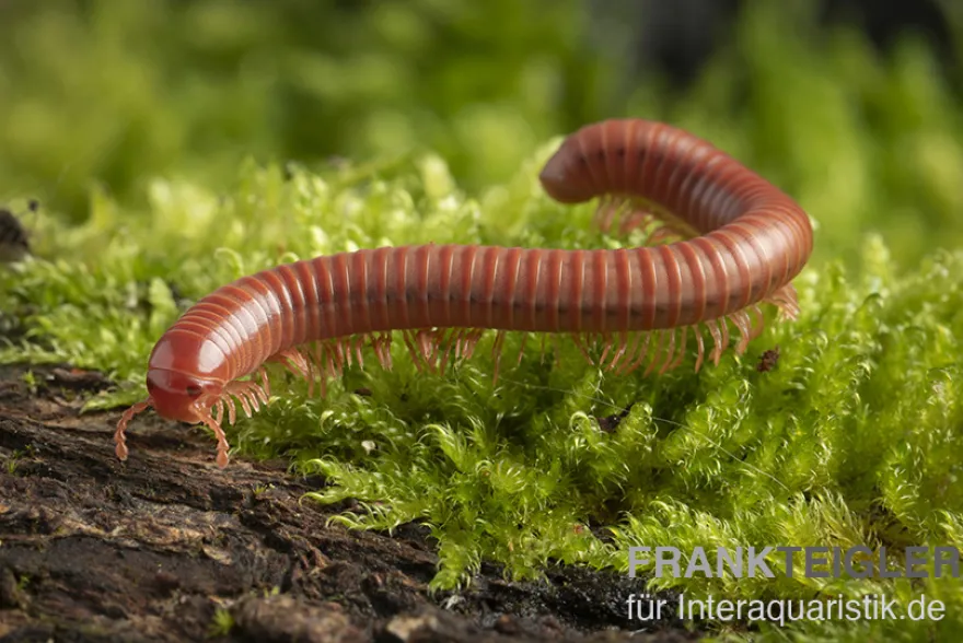 Korallenroter Tausendfüßer, Trigoniulus corallinus