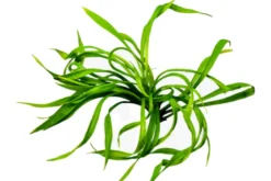 Korkenzieher-Schwertpflanze, Helanthium bolivianum "Vesuvius", im Topf