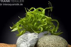 Korkenzieher-Schwertpflanze, Helanthium bolivianum "Vesuvius", im Topf