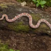 Kornnatter „Coral Ghost Sunkissed Motley“, Pantherophis guttatus