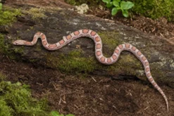 Kornnatter „Coral Ghost Sunkissed Motley“, Pantherophis guttatus