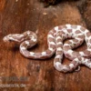 Kornnatter, Pantherophis guttatus, ULTRAMEL ANERY