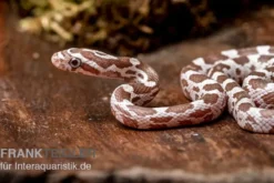 Kornnatter, Pantherophis guttatus, ULTRAMEL ANERY