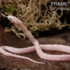 Kornnatter, Pantherophis guttatus SNOW MOTLEY