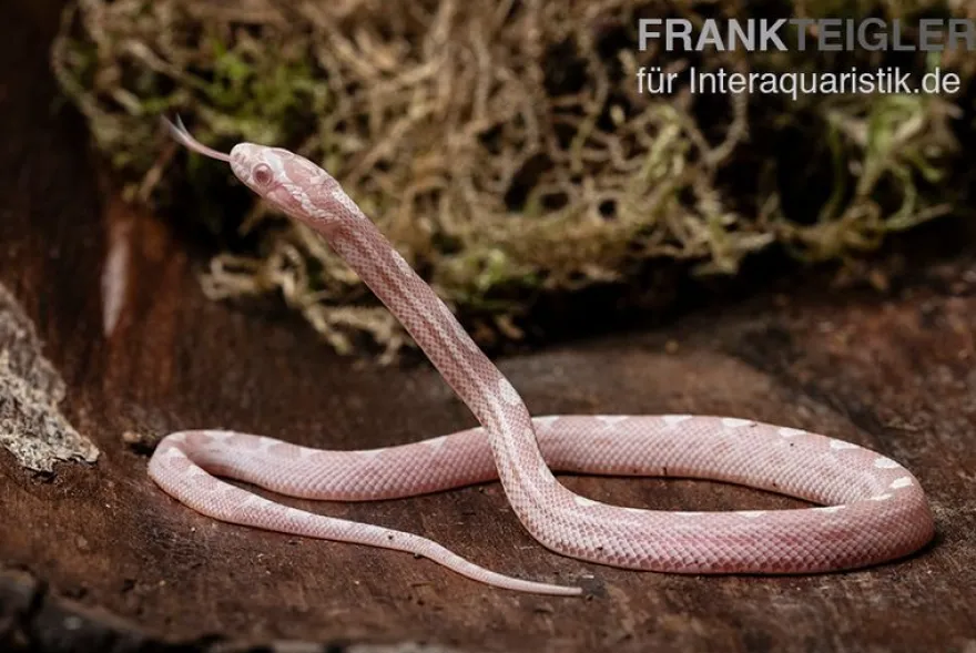 Kornnatter, Pantherophis guttatus SNOW MOTLEY