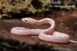 Kornnatter, Pantherophis guttatus SNOW MOTLEY