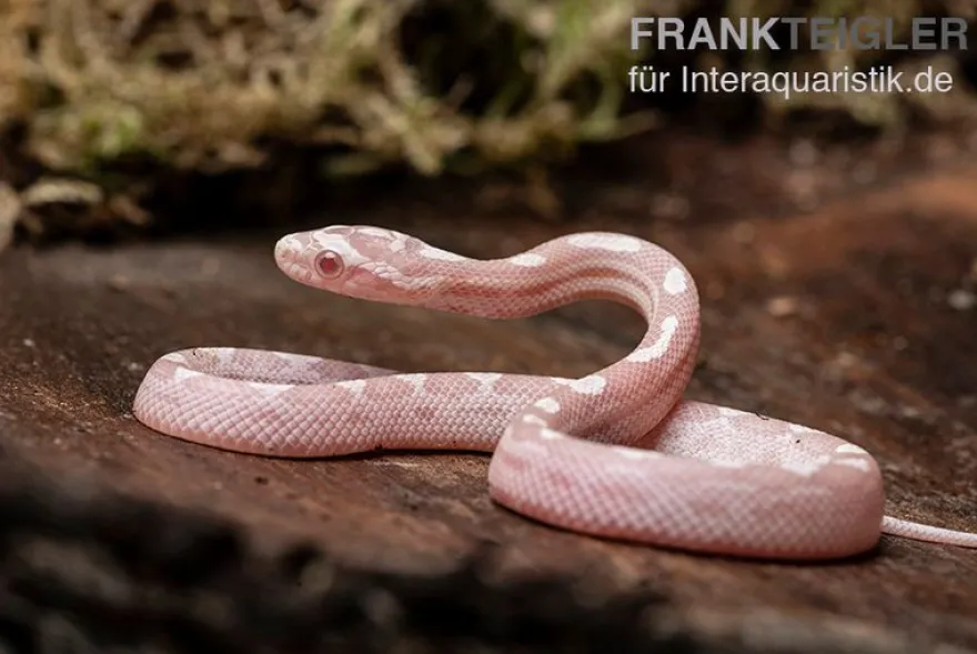 Kornnatter, Pantherophis guttatus SNOW MOTLEY